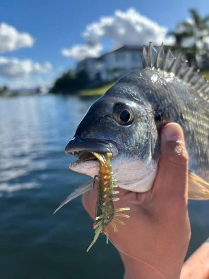 Stinger Shrimp 55 Finesse