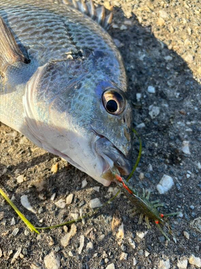 Stinger Shrimp 55 Finesse
