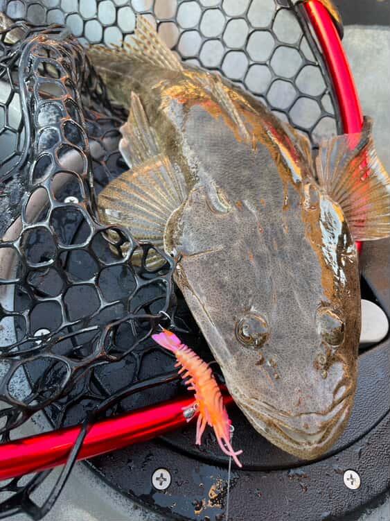 Stinger Shrimp 55 Finesse